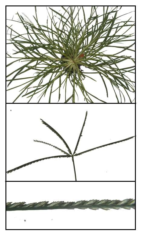 Paragis / Eleusine indica / wire grass: Philippine Medicinal Herbs .